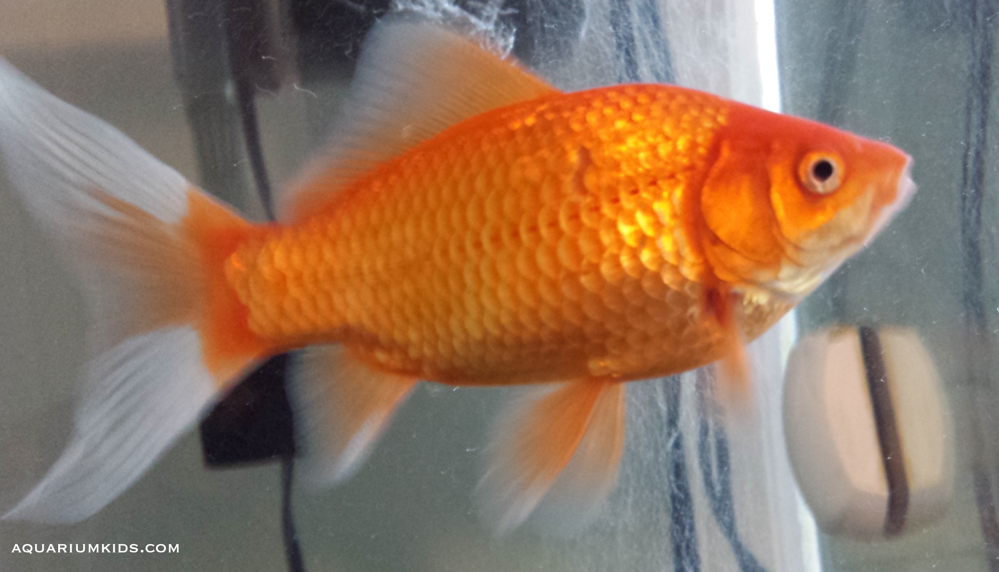 Caramel, the Comet Goldfish at 6.5 inches