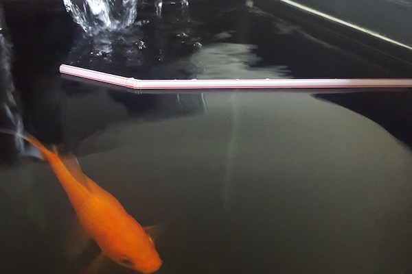 Goldfish next to plastic straw