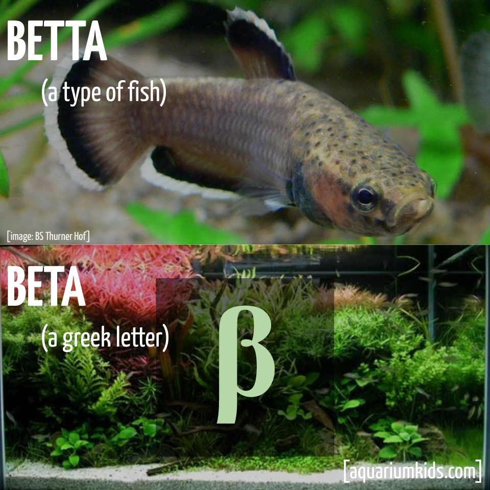 Ltd Grammar Betta Vs Beta.png Ltd Grammar Betta Vs Beta.png