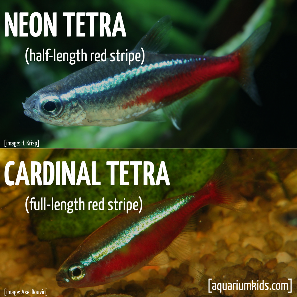 Ltd Id Neon Tetra Vs Cardinal Tetra.png Ltd Id Neon Tetra Vs Cardinal Tetra.png