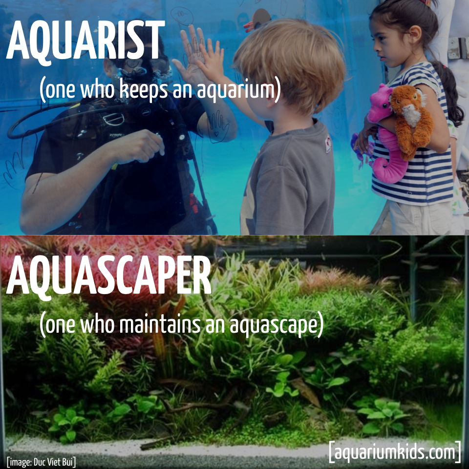 Ltd Jargon Aquarist Vs Aquascaper.png Ltd Jargon Aquarist Vs Aquascaper.png