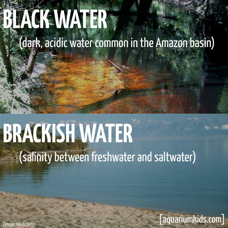 Ltd Jargon Black Water Vs Brackish Water.png Ltd Jargon Black Water Vs Brackish Water.png