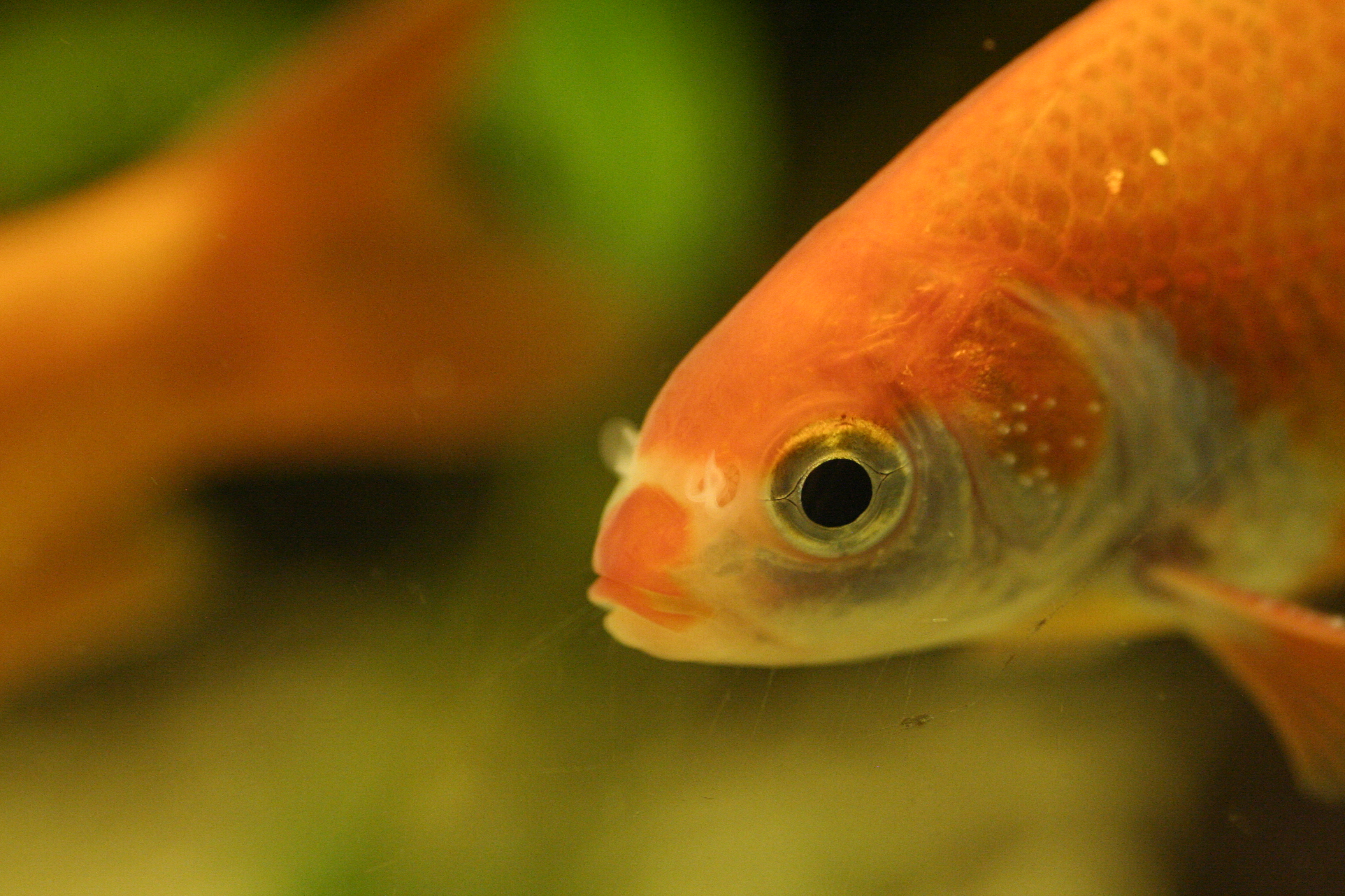 Male goldfish by Blubbi321 (CC 4.0)